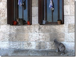 cats in jerusalem